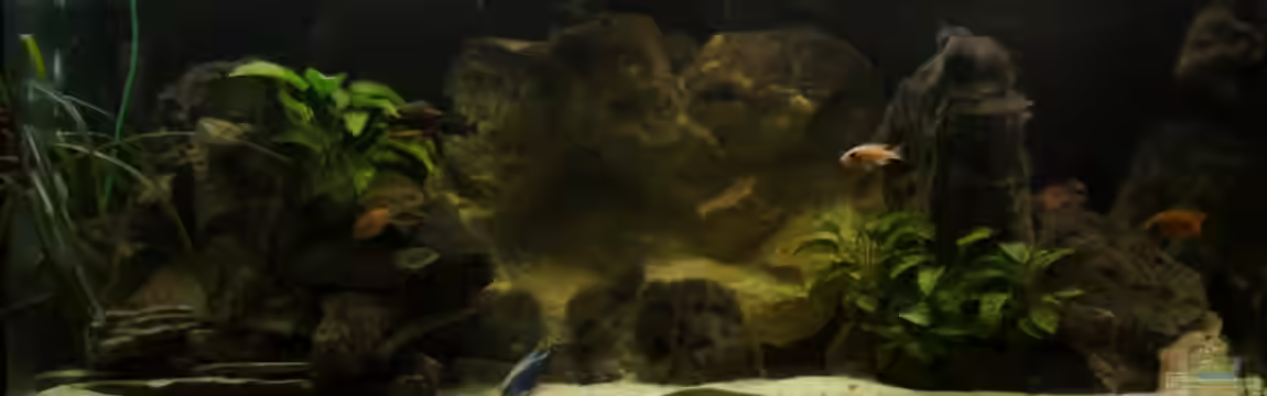 AUFGELÖST Malawi - Aulonocara von Schdäff