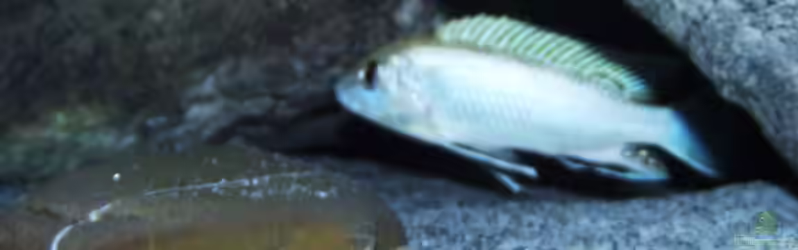 Aufgelöst "perlmutt-Artenbecken" von MichaB