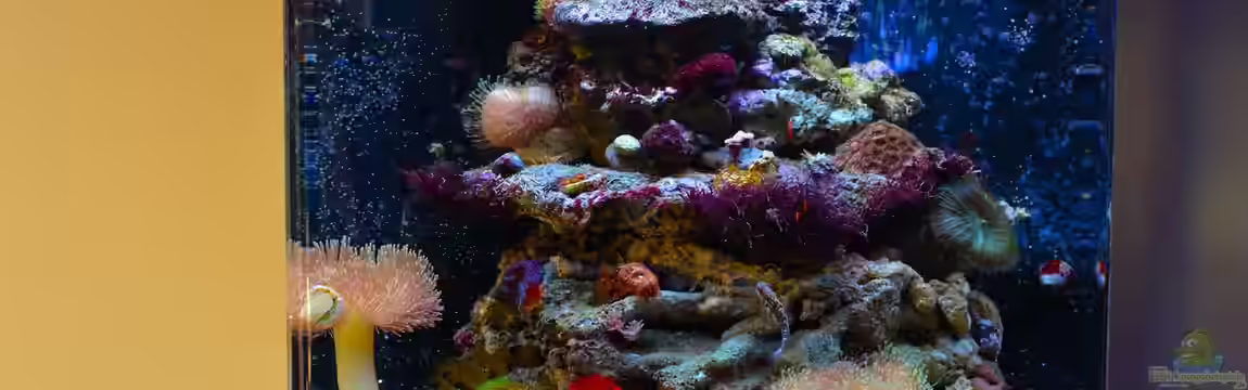 Aufgelöst Sera Marin Cube 130 - Anemonenbecken von Brookshaw