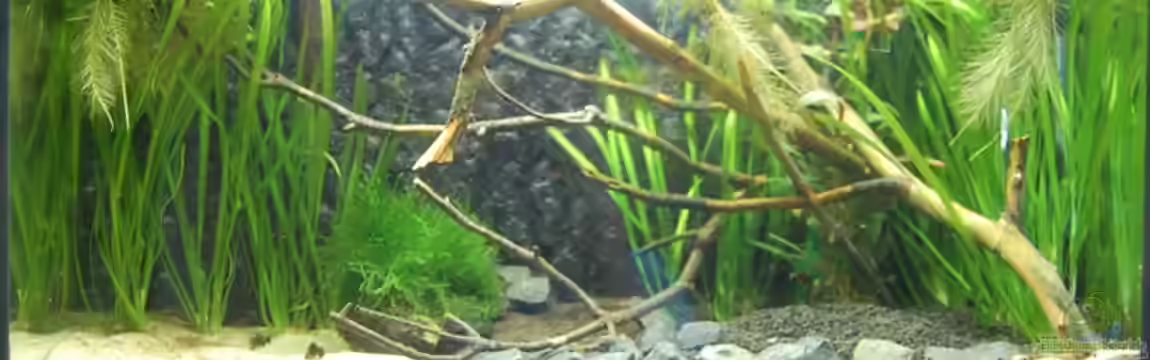 Aufzucht Rocio (nur noch Beispiel) von ml69