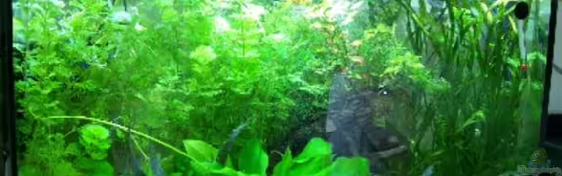 Aufzuchtbecken mit High-Power-LED´s von Aquaristik-sbk