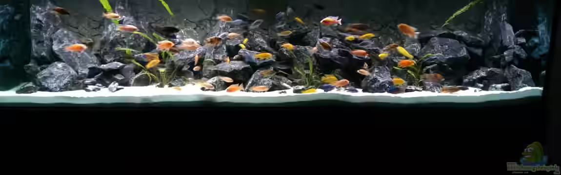 AulonocaraReef von Malawi91