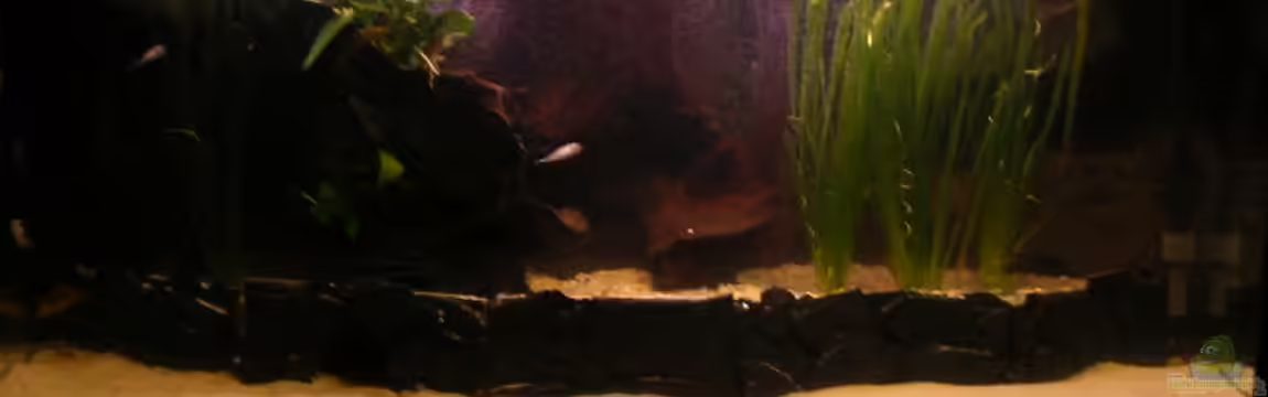 Back to Nature D von Jan Meents