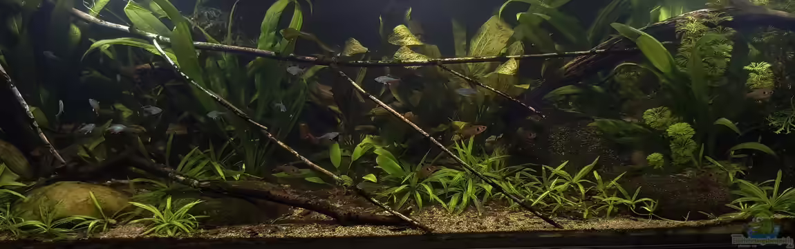 Back to the roots - Restart von Blackwater