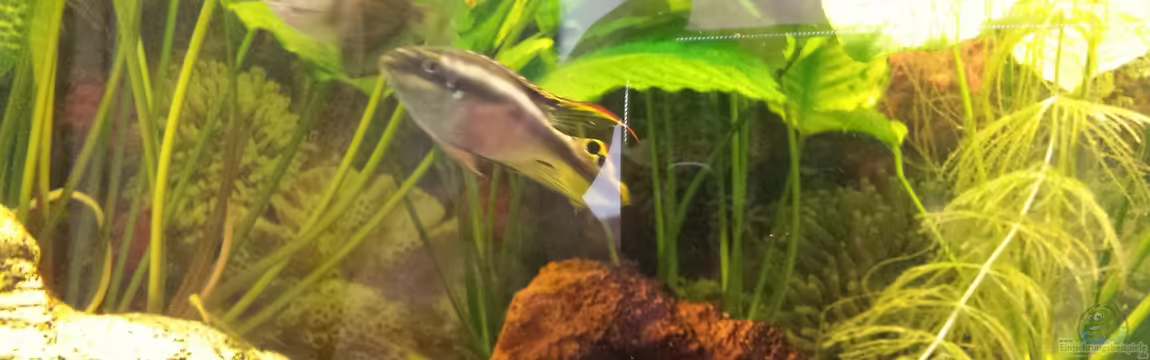 Barsch/Fadenfisch von mamo2000