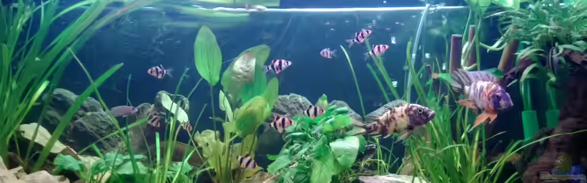 BarschBecken von Sanchez79