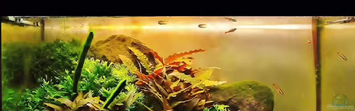 `Basalt` von Aquascaping&Landscaping