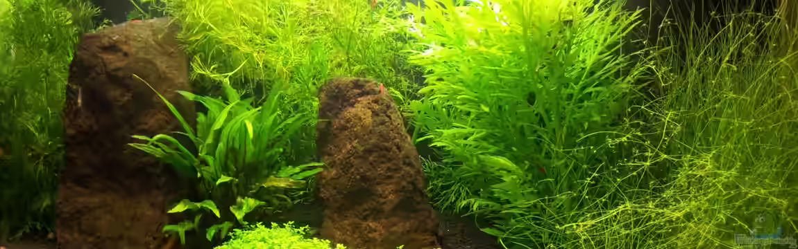 Basalttürme von Mac W