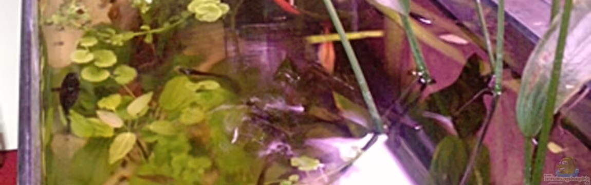 bearbeitung es kommt ein neues mit 450L bilder sin von Ronny Lehmann