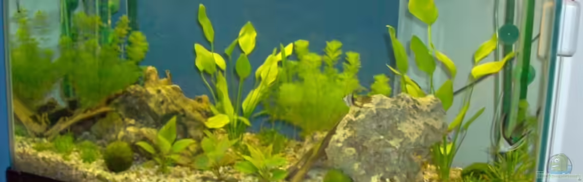 Becken ( in Betrieb seit dem 26.04.`09) von Mark S.