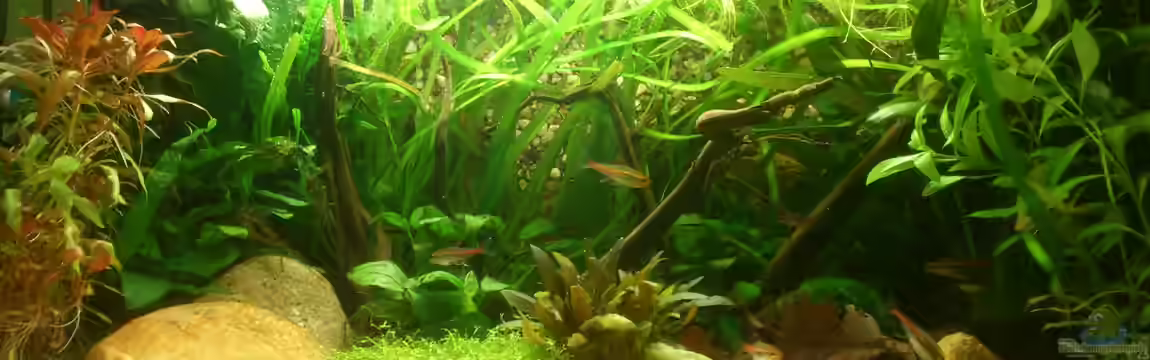 Becken 1 von Felix Richter