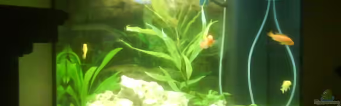 Becken 10008 von Carlos Eduardo