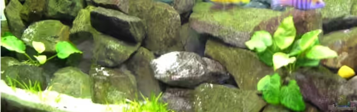 Becken 10013 von Malawi310