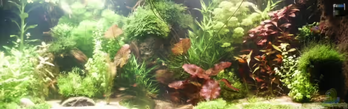 Becken 10017 'Durch Umzug leider aufgelöst' von Dschinn