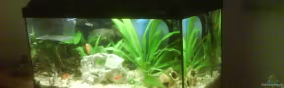 Becken 10031 von Carlos Eduardo