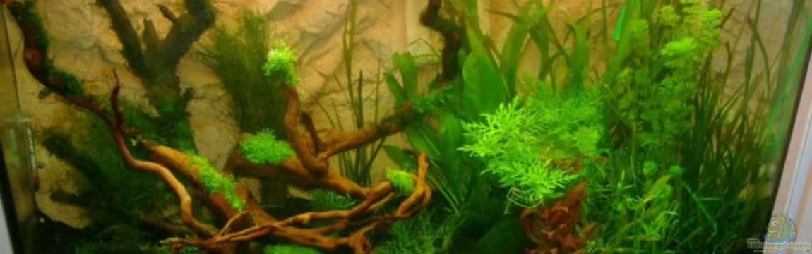 Becken 10032 von Robert Bratzig