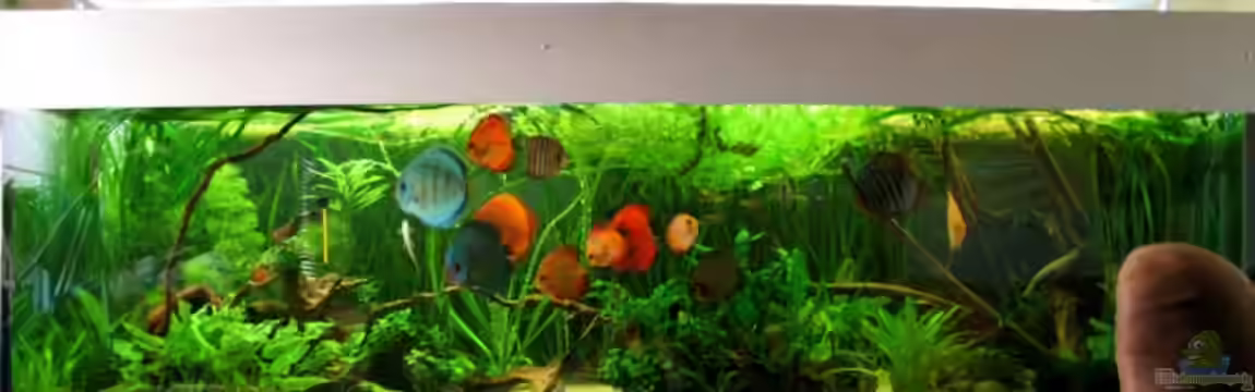 Becken 10035 von Kyrea