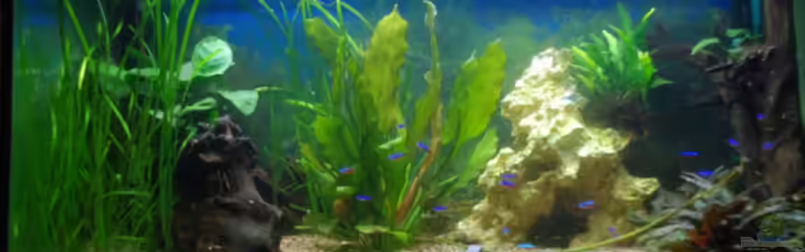 Becken 10041 von Markus