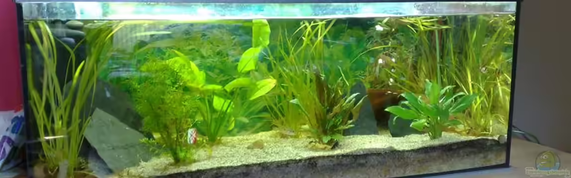 Becken 10052 von Maximilian Liebl