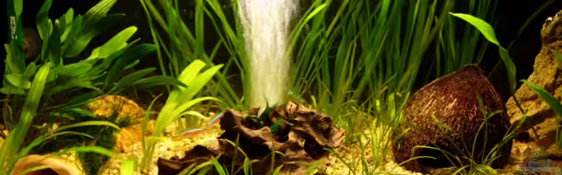 Becken 10066 von Chris P.