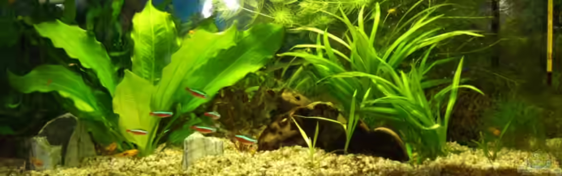 Becken 10084 von Norfok®