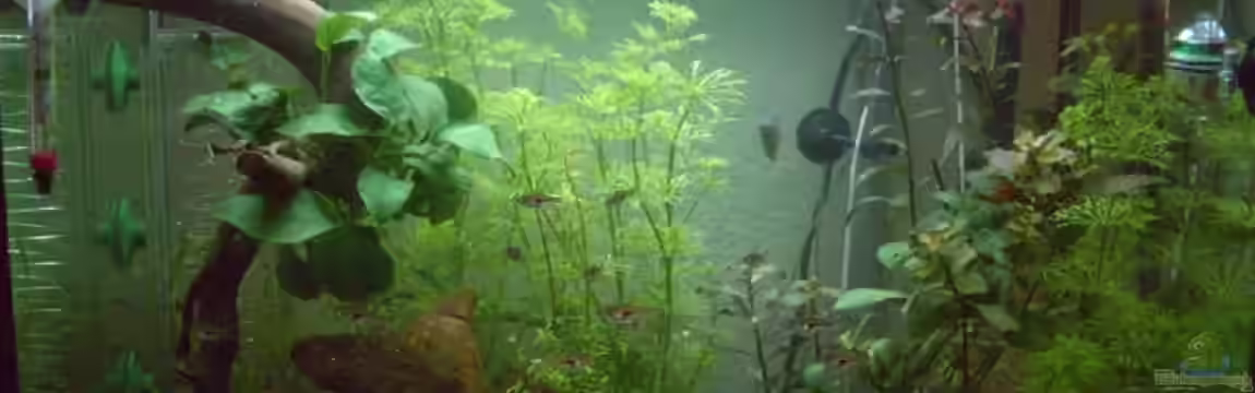 Becken 10085 von Bettina Meyer