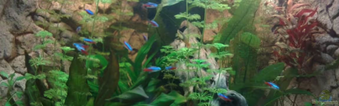 Becken 10094 von Basti235