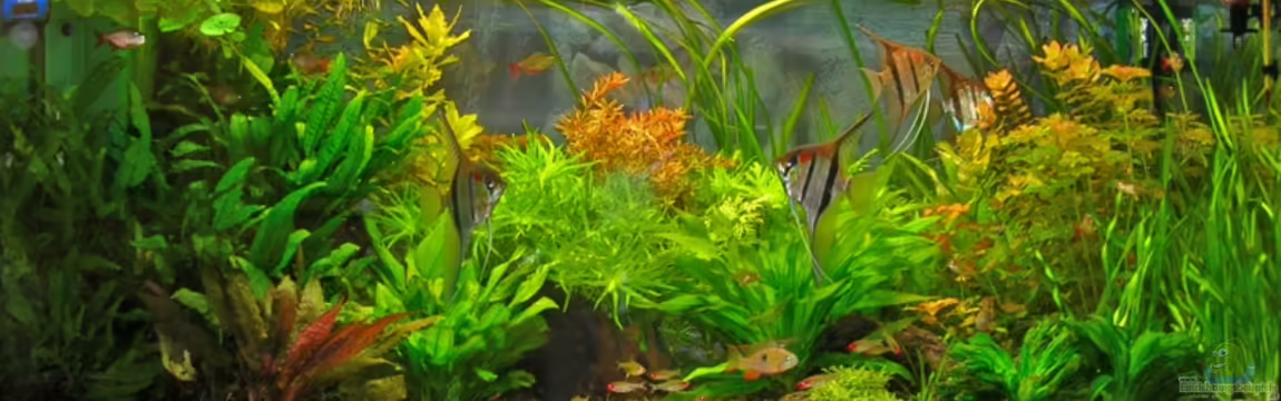 Becken 10124 von Bungi