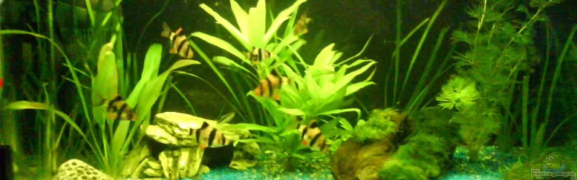 Becken 10143 von Janik Ruser