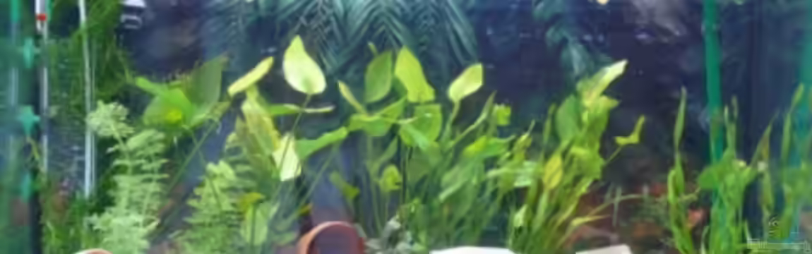 Becken 10145 von Volker Roedenbeck