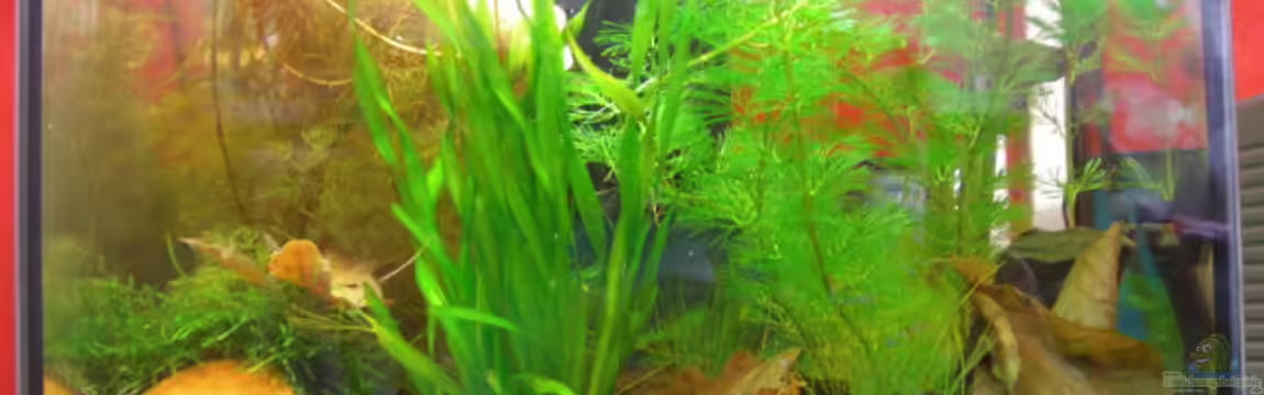 Becken 10187 nur noch Beispiel von Der Ich