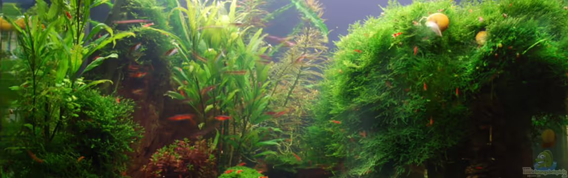 Becken 10188 von Chili