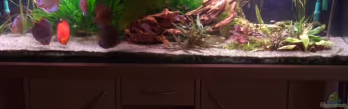 Becken 1019 von Robert Ellinger