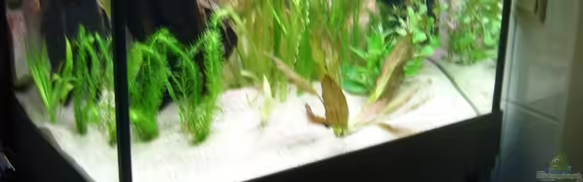 Becken 10198 von Malawi und Diskus Fan