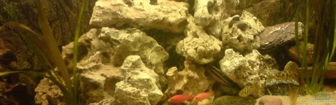 Becken 10208 von Hans Langer