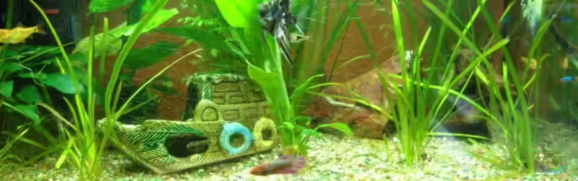 Becken 10219 von Christian Hose