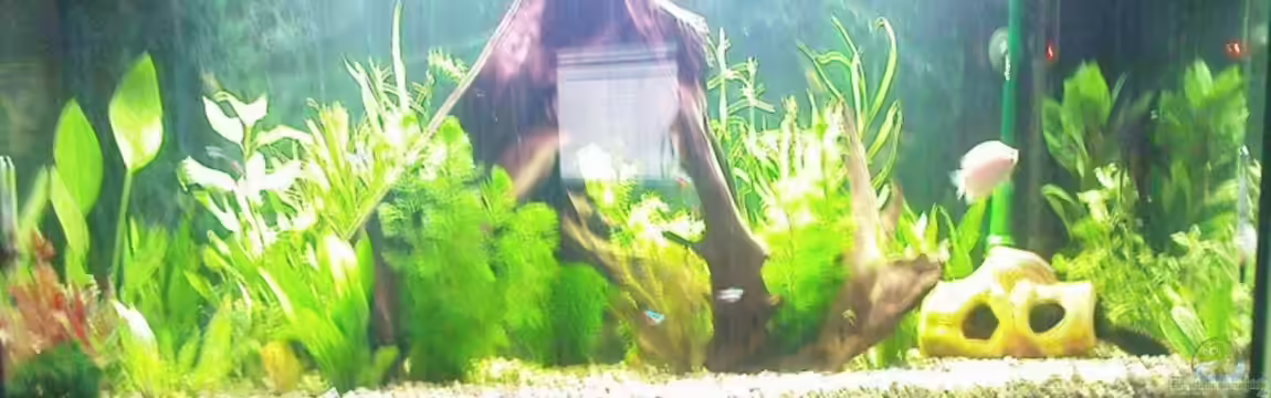 Becken 10226 von Kai Stockmann