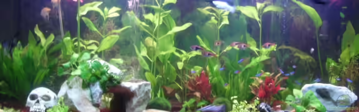 Becken 10256 von Kerstin Fahn