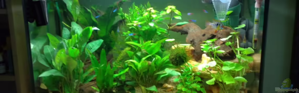 Becken 10258 von Marvao