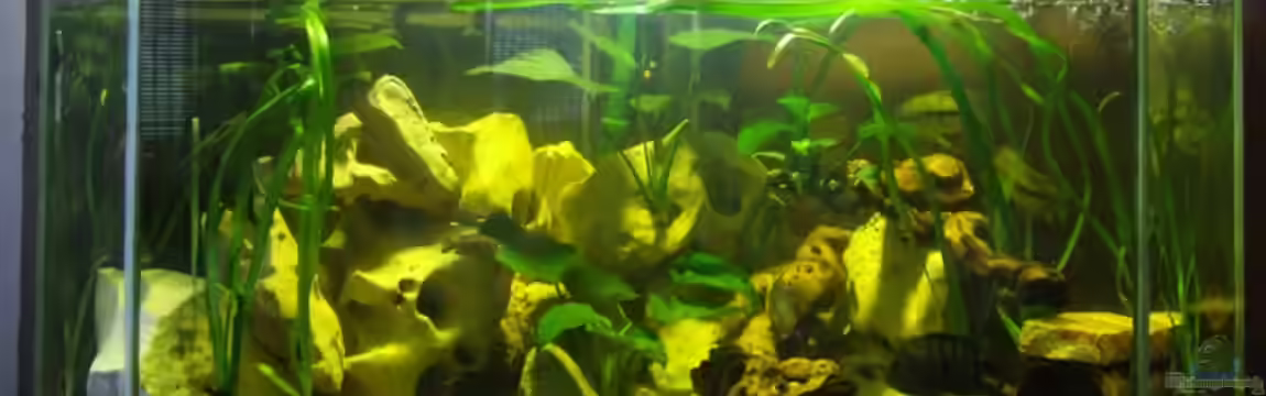 Becken 10275 von egoxpress