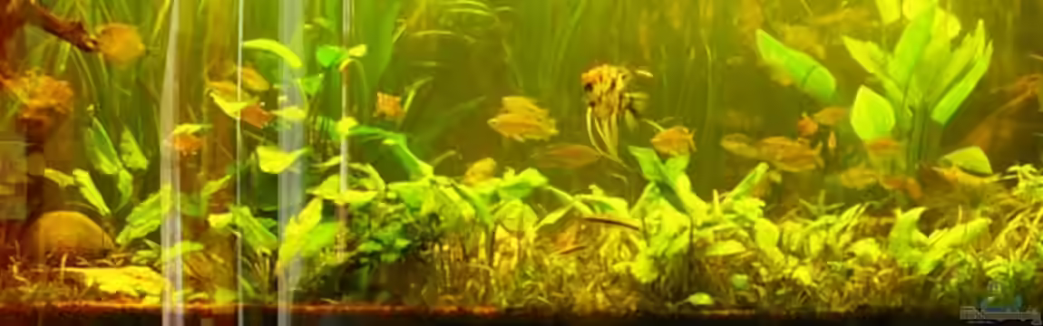 Becken 10279 von Liane Stechert