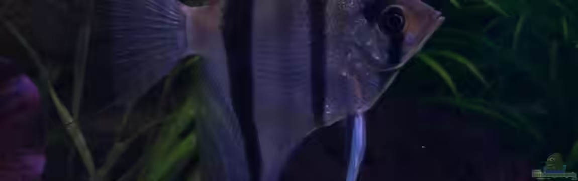 Becken 10281 von Dirk72