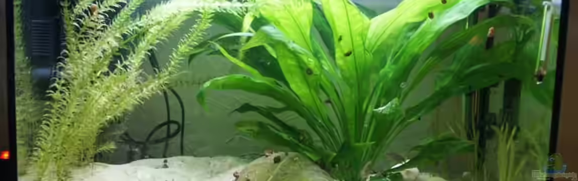 Becken 1029 von Helgo Jacob