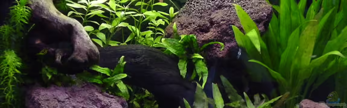 Becken 1032 von Harry van Scherpenzeel