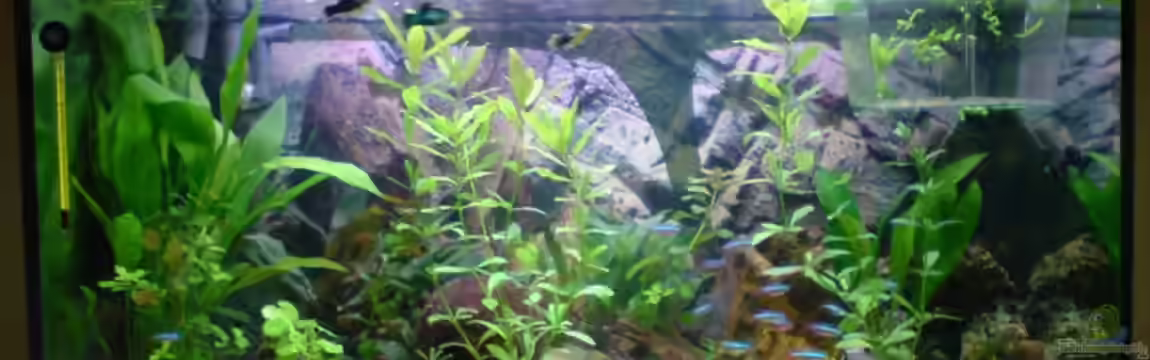 Becken 10334 von bjoern