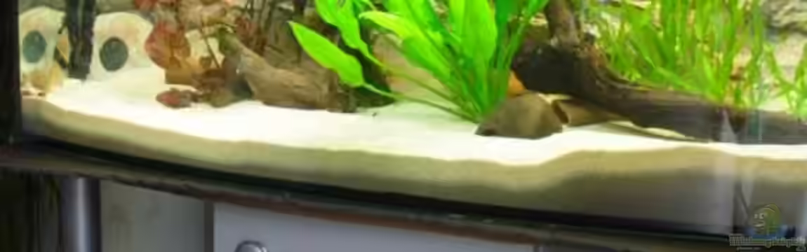 Becken 10343 von MichaelS