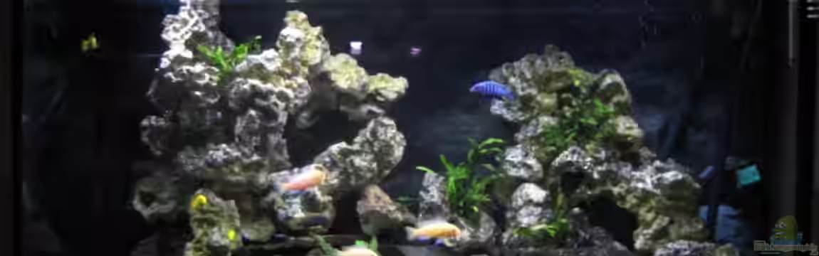 Becken 10355 von malawigome