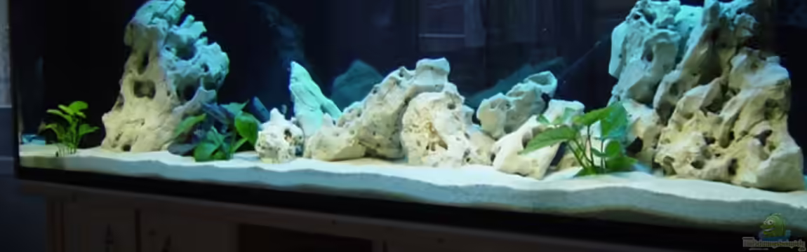 Becken 1037 von Sascha Rikart