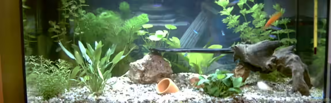 Becken 1039 von Philipp Gebert