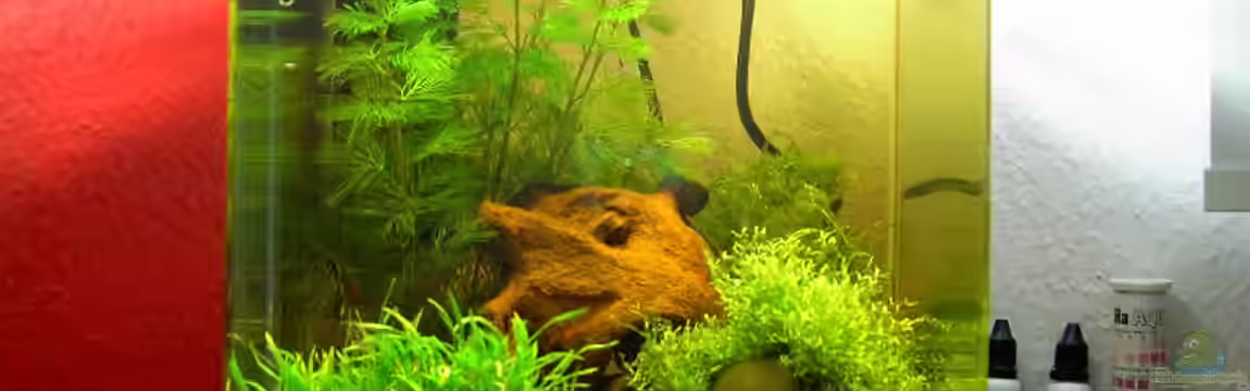 Becken 10397 von bjoern21x